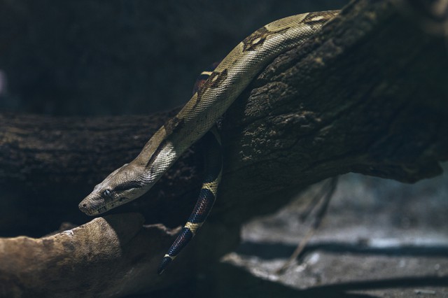 Royal python meandering on wood