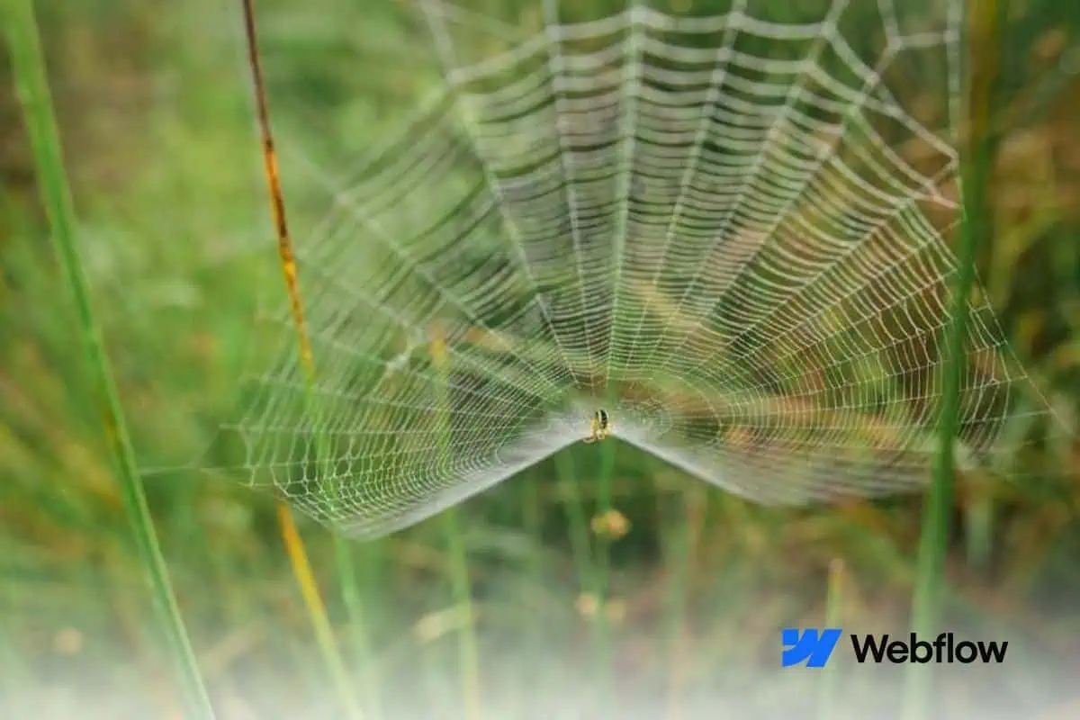 Top 8 Webflow Development Agencies