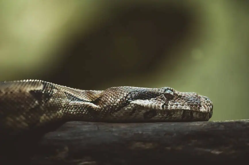Programiści Python. Najlepsze software house’y w Polsce.