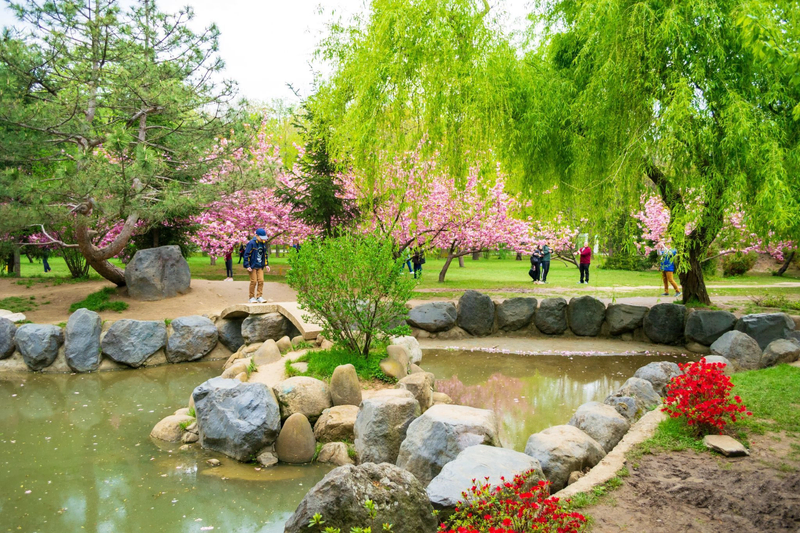 Herăstrău Park in Bucharest, Romania, featuring a small pond with rocks, lush greenery, and blooming pink cherry trees, with visitors walking through the garden.